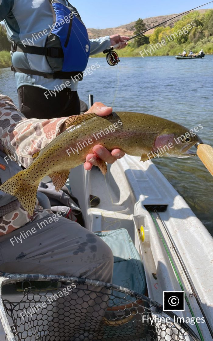 Green River Trout Fishing, Green River, Utah Fly Fishing