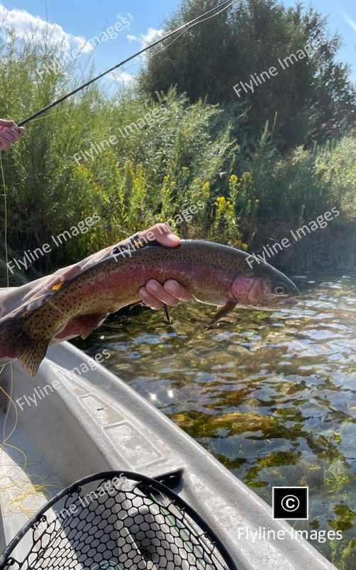 Green River Trout Fishing, Green River, Utah Fly Fishing