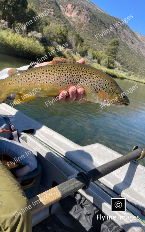 Green River Trout Fishing, Green River, Utah Fly Fishing