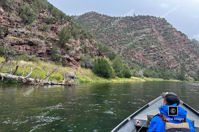 Rain Day On Green River, Green River Fly Fishing