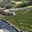 Green River Trout Fishing, Green River, Utah Fly Fishing