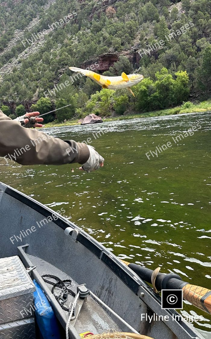 Green River Trout Fishing, Green River, Utah Fly Fishing