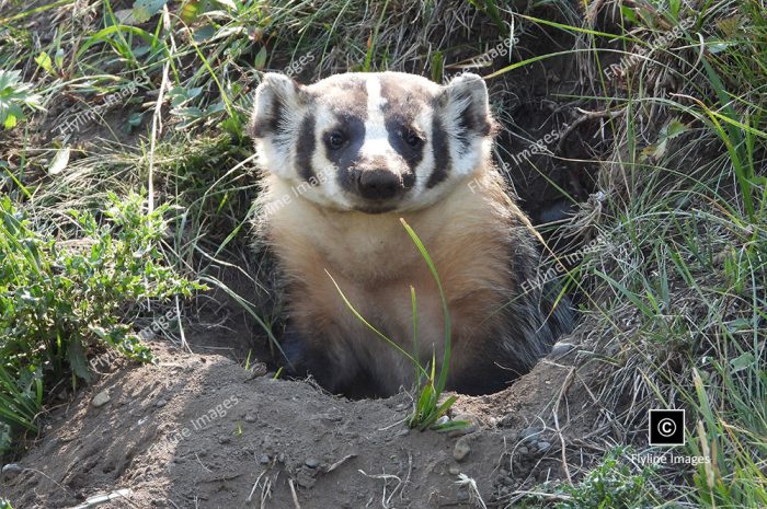 Honey Badgers of Yellowstone National Park