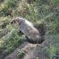 Honey Badger, Lamar Valley