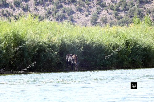 Moose, Green River, Utah