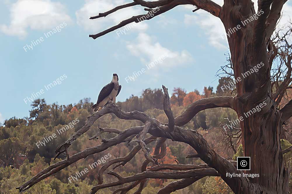Osprey, Green River, Osprey on the Green River, Utah Birds