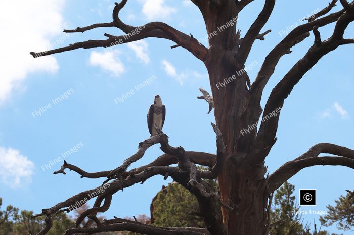 Osprey, Utah, Green River