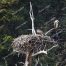 Osprey, Yellowstone National Park