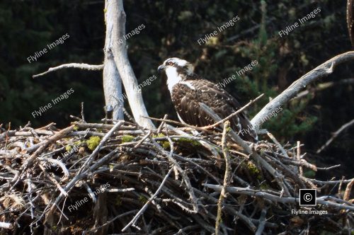 Osprey, Osprey Nest, Yellowstone National Park, Lamar Valley
