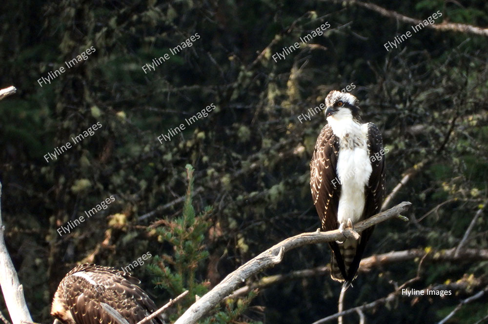 Osprey, Osprey Nest, Yellowstone National Park