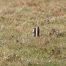 Prairie Dogs, Yellowstone National Park, Lamar Valley