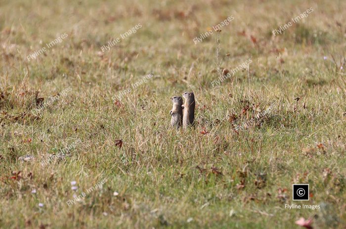 Prairie Dogs, Yellowstone National Park, Lamar Valley