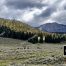 Bison at Slough Creek, Yellowstone National Park, Buffalo Herds in Lamar Valley
