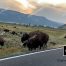 Lamar Valley, Buffalo Herd, Yellowstone National Park