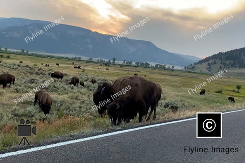 Lamar Valley, Buffalo Herd, Yellowstone National Park