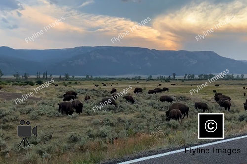 Lamar Valley, Yellowstone, Buffalo