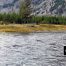 Madison River, Yellowstone National Park