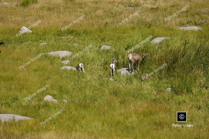 Dahl Sheep, Bighorn Sheep, Stone Sheep