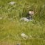 Dahl Sheep, Bighorn Sheep, Stone Sheep