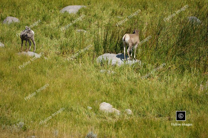 Dahl Sheep, Bighorn Sheep, Stone Sheep