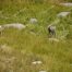 Dahl Sheep, Bighorn Sheep, Stone Sheep
