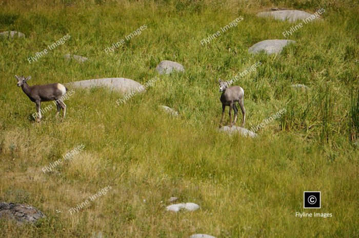 Dahl Sheep, Bighorn Sheep, Stone Sheep