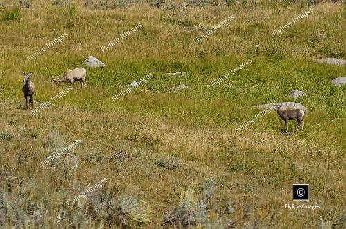 Dahl Sheep, Bighorn Sheep, Stone Sheep
