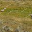 Dahl Sheep, Bighorn Sheep, Stone Sheep