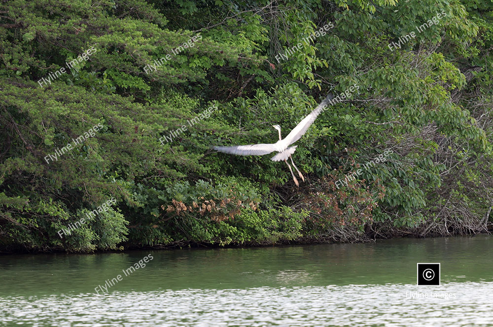 Blue Heron in Flight