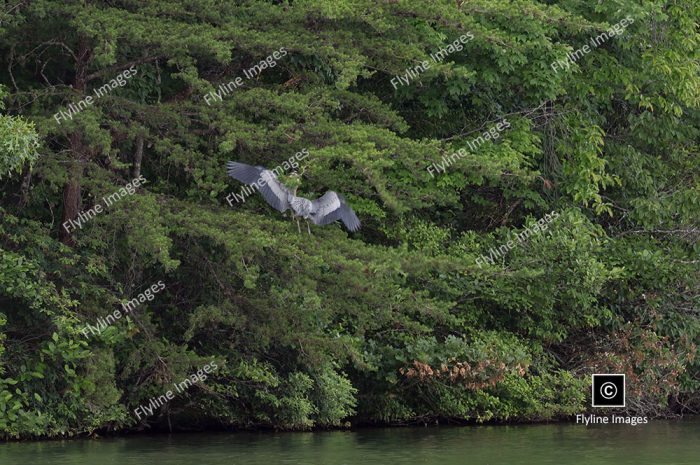 Blue Heron Stretching It's Wings