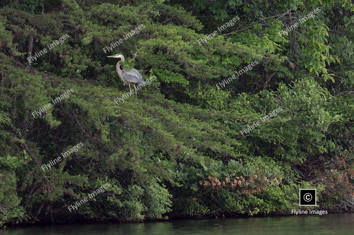 Blue Heron In A Tree