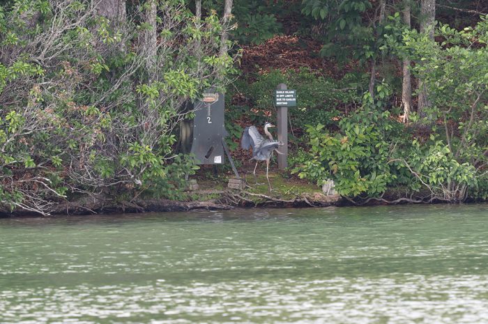 Blue Heron at Big Canoe GA