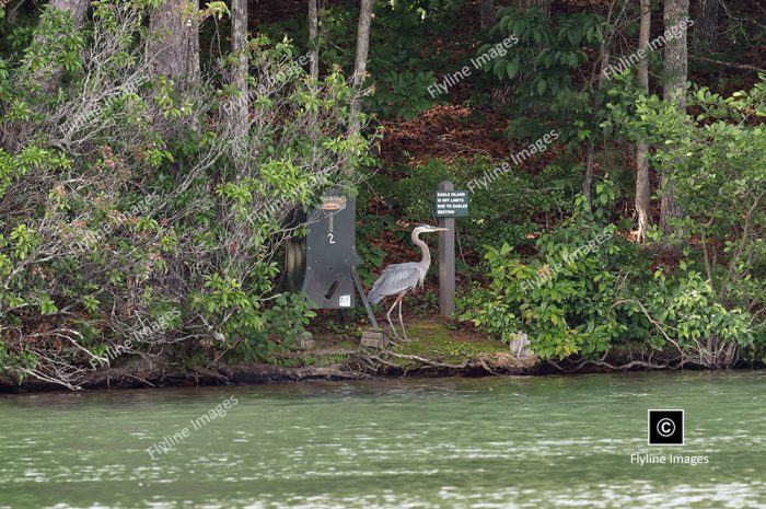 Blue Heron On The Island At Big Canoe Georgia