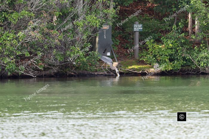 Blue Heron Eating Large Trout