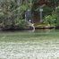 Blue Heron Eating 3 Pound Trout
