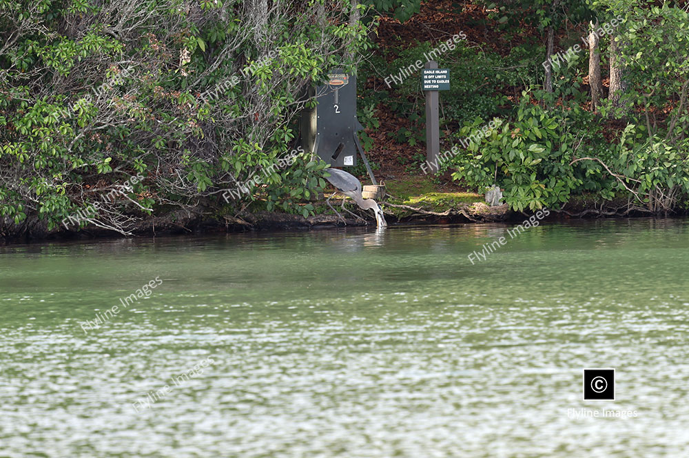 Blue Heron Eating 3 Pound Trout