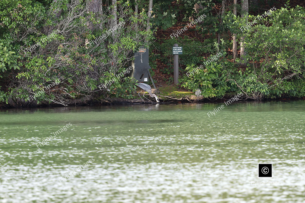 Blue Heron