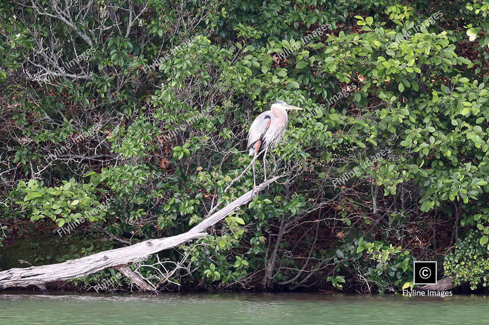 Blue Heron Perched On An Old Tree