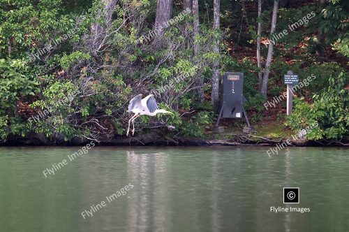 Blue Heron In Flight