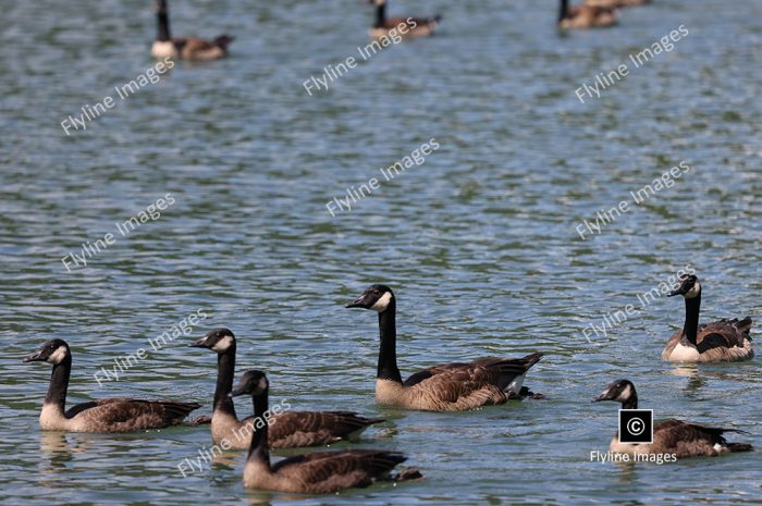 Canadian Geese