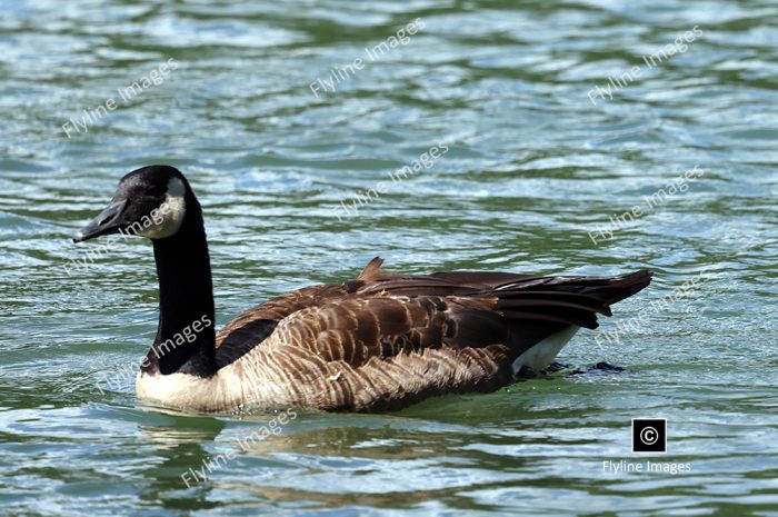 Canadian Geese