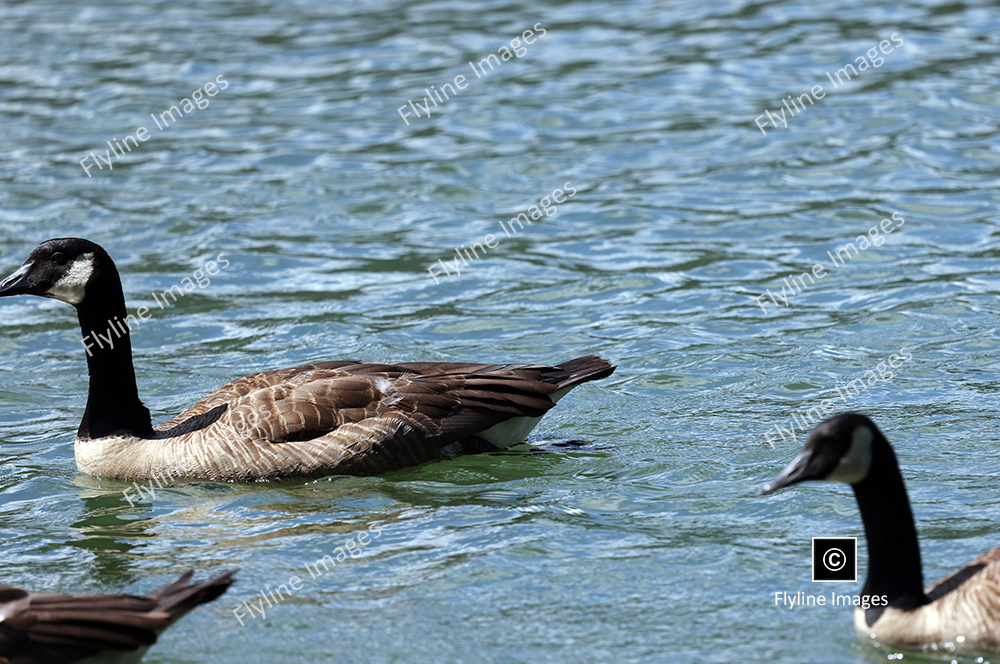 Canadian Geese