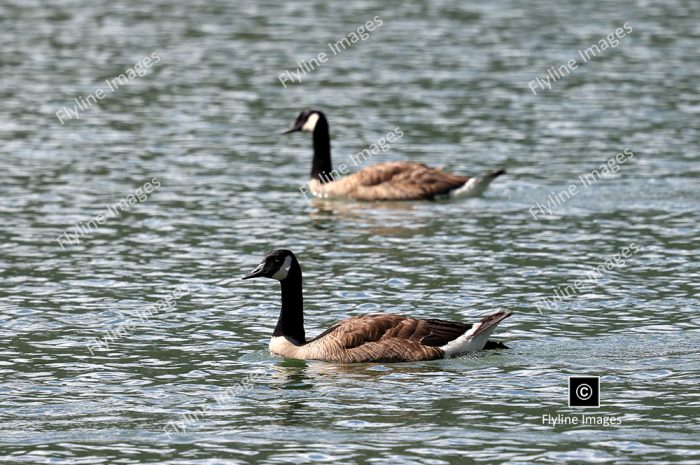 Canadian Geese