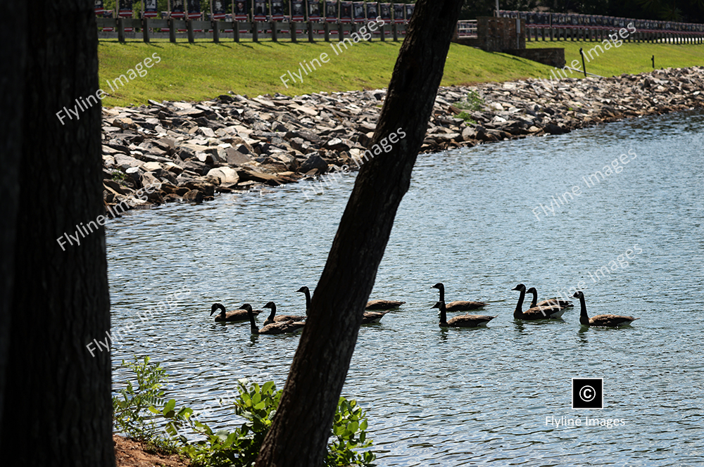 Canadian Geese