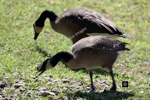 Canadian Geese