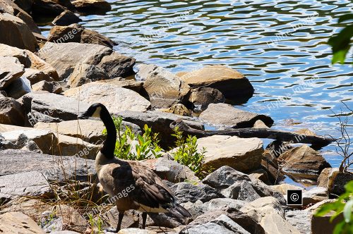 Canadian Goose