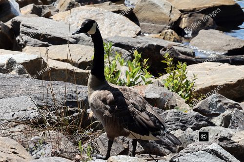 Canadian Goose