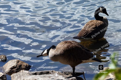 Canadian Geese