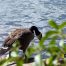 Canadian Goose