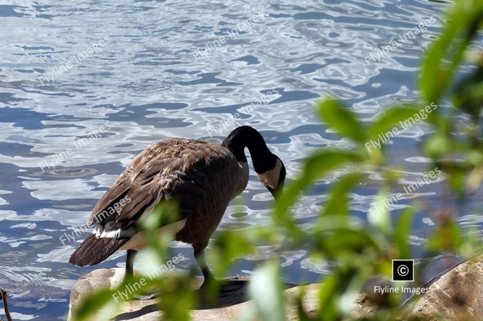 Canadian Goose